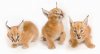 Caracal-Kittens.jpg
