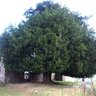 Taxus4a
