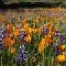 ValleyFlowers