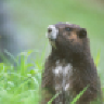 Marmot