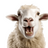 CXXC